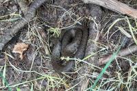 Natrix helvetica