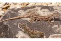 Podarcis muralis