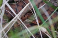 Vipera aspis