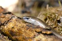 Anguis fragilis