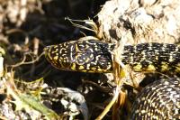 Hierophis viridiflavus
