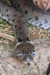 Natrix helvetica