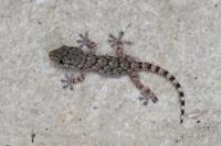 Tarentola mauritanica