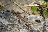 Podarcis muralis