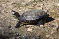 Trachemys scripta