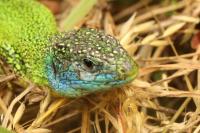 Lacerta bilineata