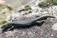 Lézard des murailles 