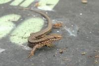 Podarcis muralis