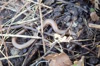 Anguis fragilis