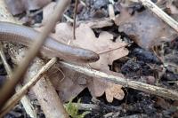 Anguis fragilis
