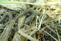 Podarcis muralis