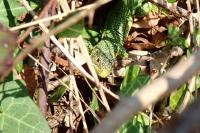 Lacerta bilineata