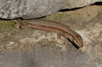 Podarcis muralis