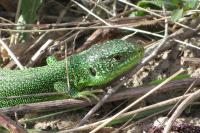 Lacerta bilineata