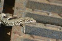 Podarcis muralis