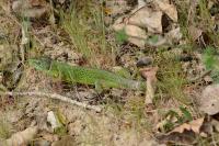 Lacerta bilineata