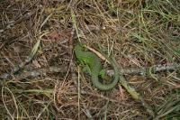 Lacerta bilineata