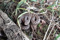 Vipera aspis