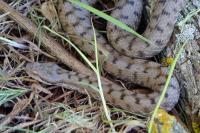 Vipera aspis