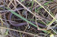Anguis fragilis