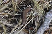 Anguis fragilis