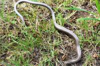 Anguis fragilis
