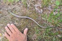 Anguis fragilis