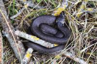 Natrix helvetica