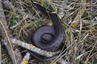 Natrix helvetica