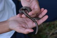 Anguis fragilis