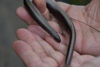 Anguis fragilis