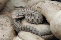 Vipera aspis