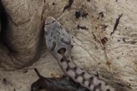 Vipera aspis