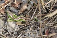 Lacerta agilis