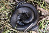 Natrix helvetica