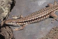 Podarcis muralis