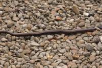 Anguis fragilis