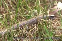 Anguis fragilis