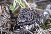 Vipera aspis