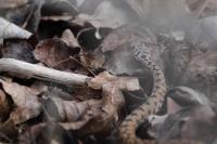 Vipera aspis