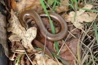 Anguis fragilis