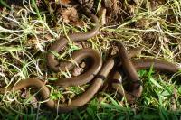 Anguis fragilis