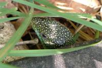 Lacerta bilineata