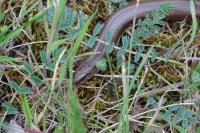 Anguis fragilis