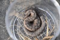Vipera aspis