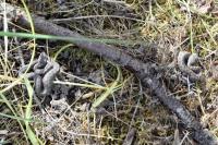 Vipera aspis