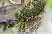 Lacerta bilineata