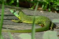 Lacerta bilineata