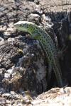 Lacerta bilineata