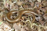 Anguis fragilis